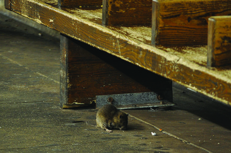 Rat infestation rises in New York City post-Sandy