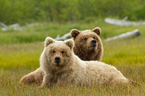 Disneynature presents heartwarming tale of furry family