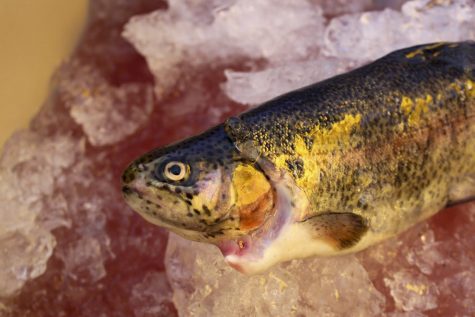 Exploring NYU’s Seafood Practices