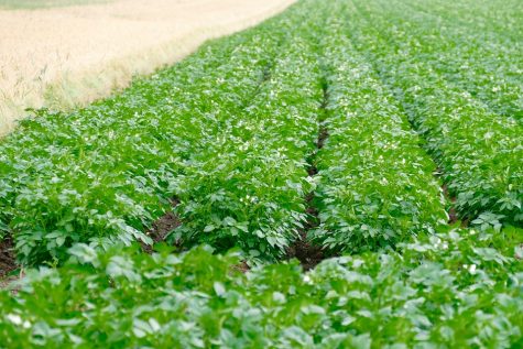 OpenAG: Urban Farming With Computers