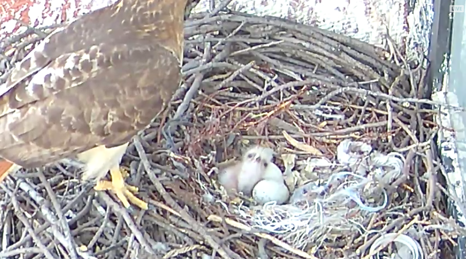 The NYU Hawk Cam shows a pair of red-tailed hawks overlooking Washington Square Park in their nest on Bobst Library. The eggs in the nest have recently hatched.