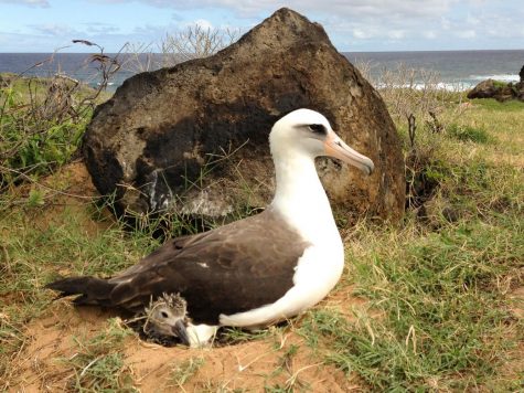 NYU Student Sentenced to 45 Days in Jail for Albatross Murders