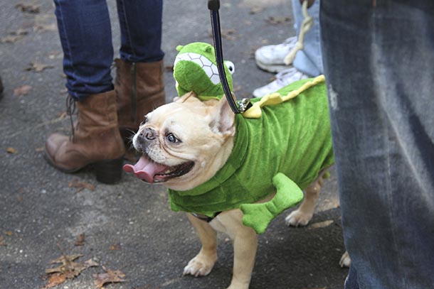 Dogs march in costume at Halloween Dog Parade