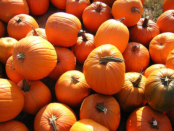 Orchards and Patches: Apple and pumpkin picking spots