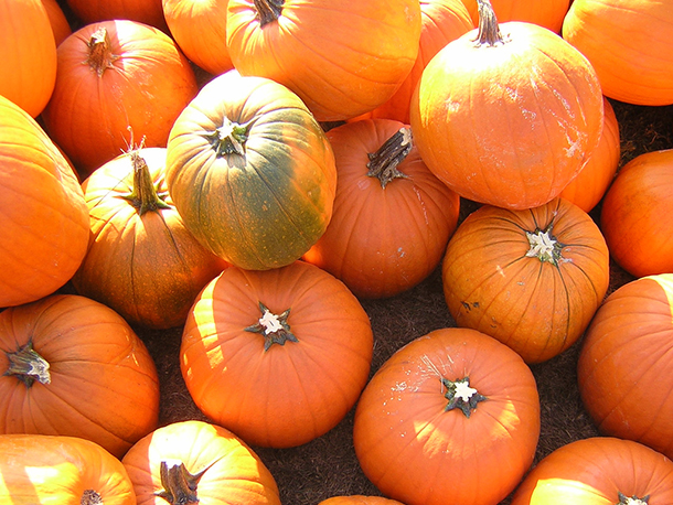Best pumpkin treats in the city