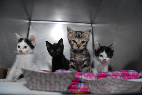 New York City Animal Care & Control Department to launch adoption center