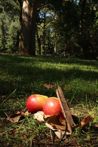 Four spots to go apple-picking this fall