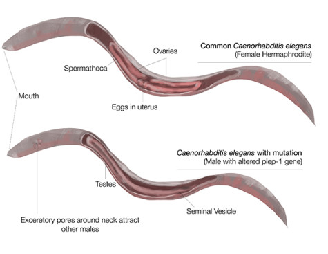 Researchers find male-on-male worm action is result of genetic variation