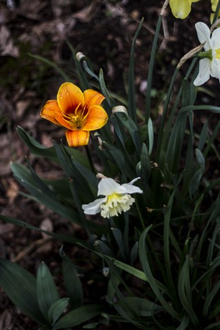 In the Concrete Jungle, NYU Gardens Thrive