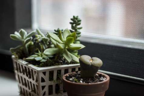 Turn Your Dorm Green This Spring