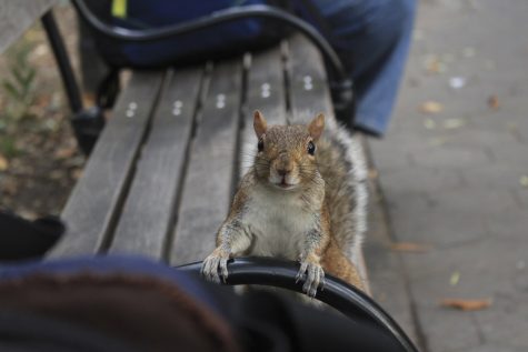 Tails of Washington Square Park