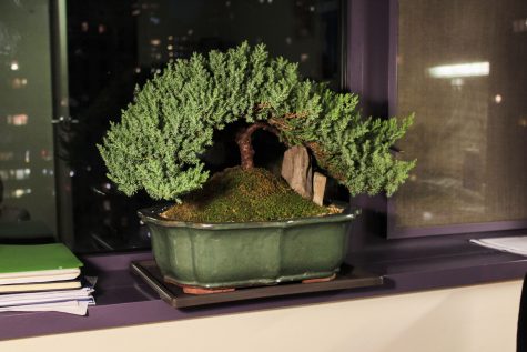 Survival of the Houseplants