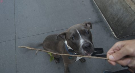 Meet the Dogs of NYU Res Life
