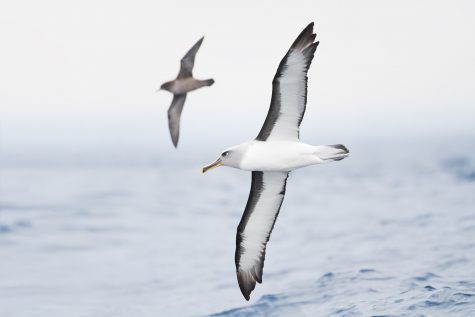 NYU Student Accepts Plea Deal in Albatross Killings Case