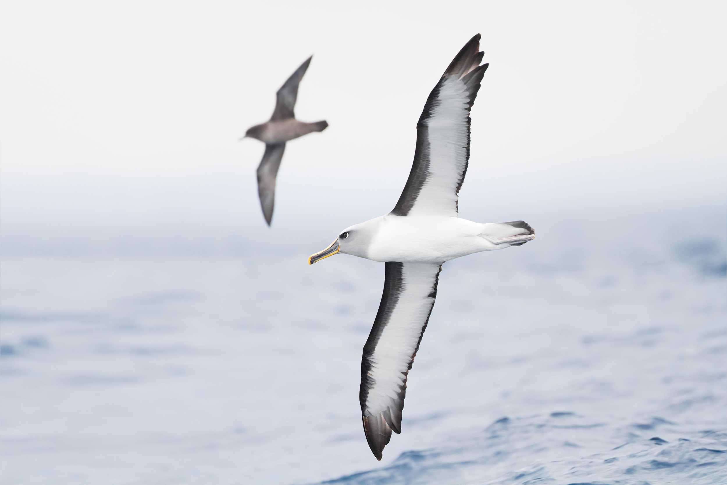 A dozen albatrosses were slaughtered and photographed dead in Kaena Point Natural Area Reserve in 2015. Tisch sophomore Christian Gutierrez has been charged with the crime along with two others, who are minors.