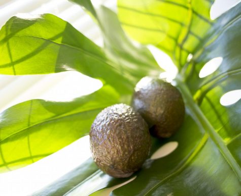 Eat Your Way Around Each Dorm: Avocado
