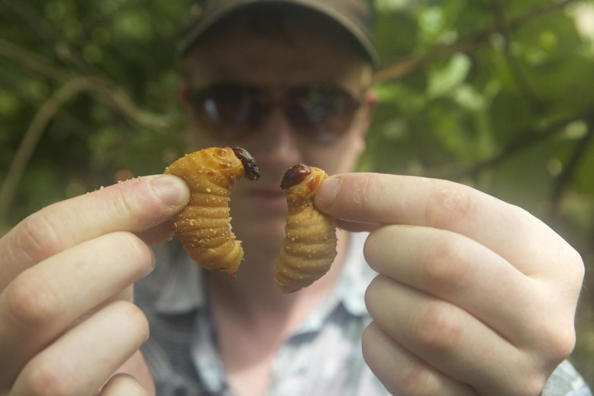 In+Reade+and+Evans%E2%80%99+documentary+%E2%80%9CBugs%2C%E2%80%9D+the+two+show+the+ways+in+which+bugs+might+become+a+very+important+staple+in+the+human+diet+as+humanity+deals+with+the+world%E2%80%99s+food+consumption+crisis.