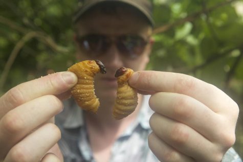 ‘Bugs’ Is Surprisingly Appetizing