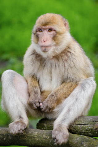 NYU Primatology Aids in Puerto Rico Relief Effort