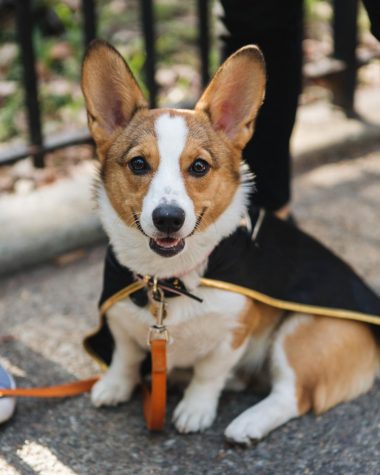 Exposure | Tompkins Square Halloween Dog Parade