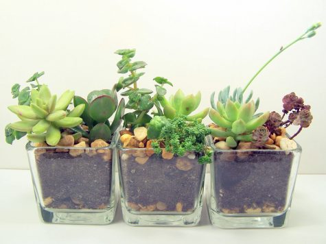 HUMOR: NYU Nursing Grad Raises Three Beautiful Succulents Instead of Real Kids