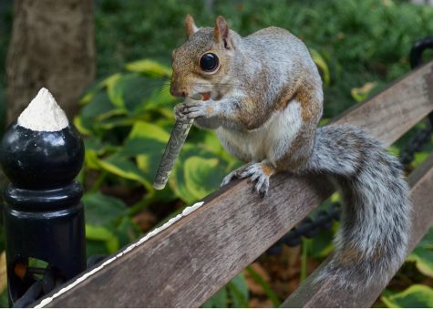 HUMOR: Park Squirrels Stock Up on Cocaine for the Winter