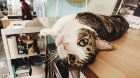 Exposure | The Cat Cafés of New York