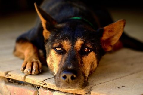 Exposure | Animals Abroad