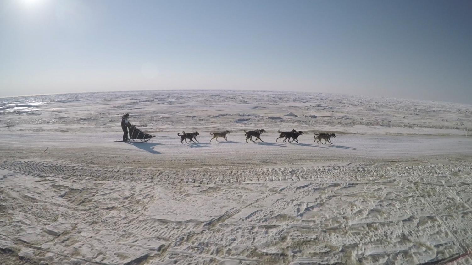 A scene from the documentary “Sled Dogs” by Fern Levitt shows the hardships of the dog sledding competition.