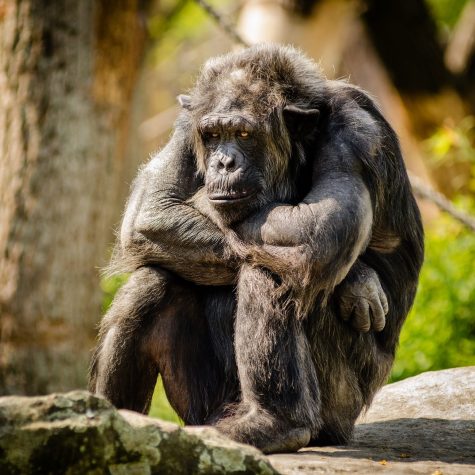 Professor Thinks Chimpanzees Should Be Legally Considered People