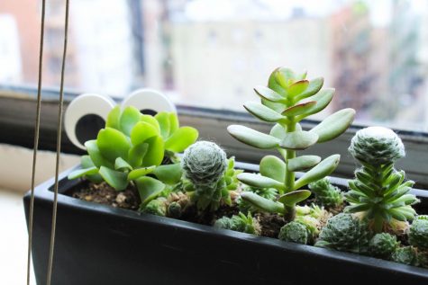 Plant Parenthood: Starting a Green Family