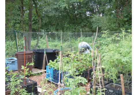 Student environmental group Farm to Live cultivates volunteer work