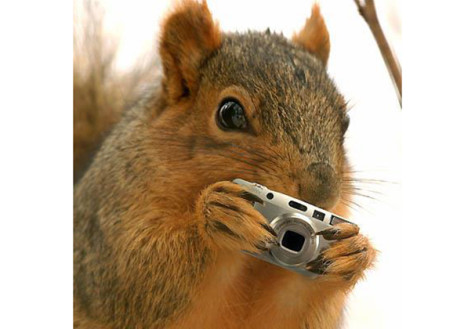 NYU goes nuts for gossip squirrel