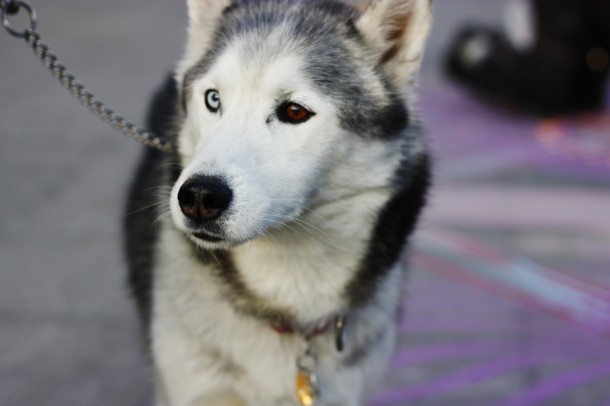 Lend paw to help New York City’s furry friends
